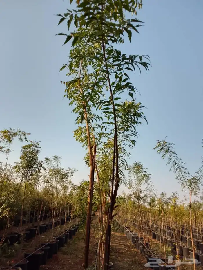 جميع انواع الشتل ترنمري جلوكا سدر طلح فكس لبح 0
