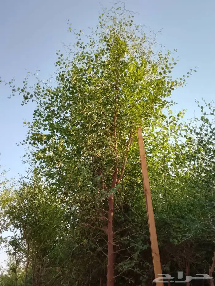 جميع انواع الشتل ترنمري جلوكا سدر طلح فكس لبح 7