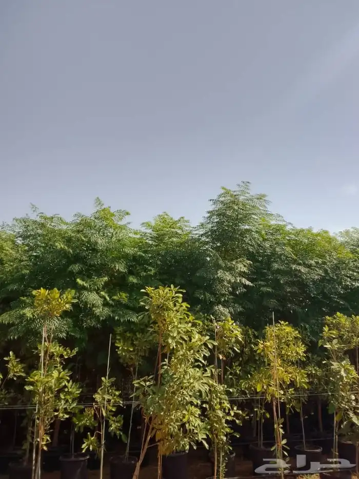 جميع انواع الشتل ترنمري جلوكا سدر طلح فكس لبح 4