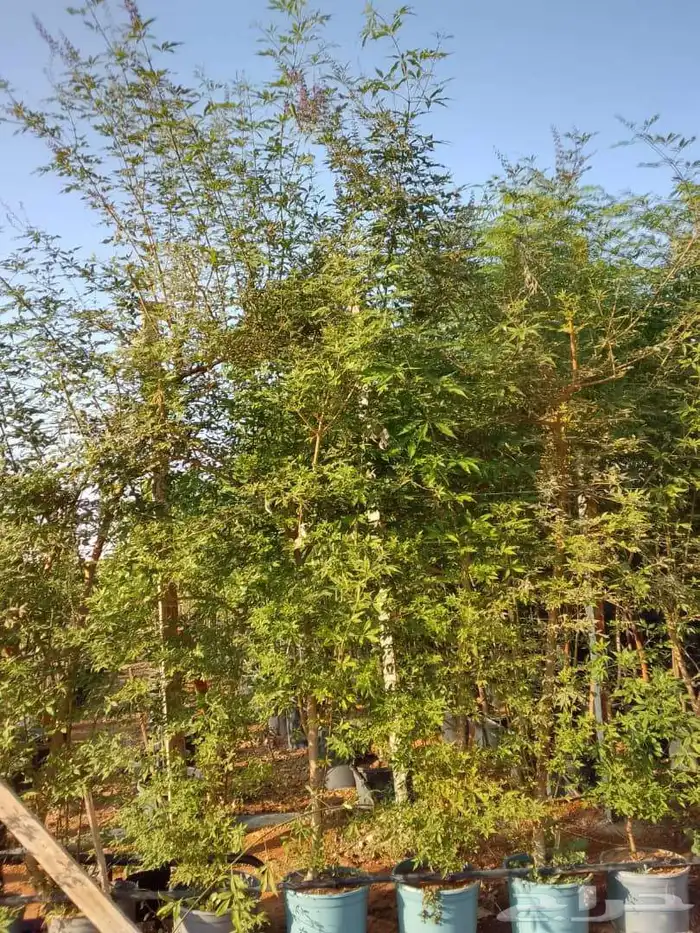 جميع انواع الشتل ترنمري جلوكا سدر طلح فكس لبح 1