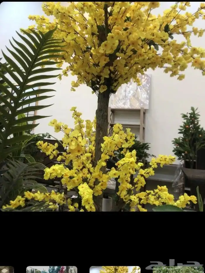 مقاول تنسيق حدائق منازليه وخارجيه 3