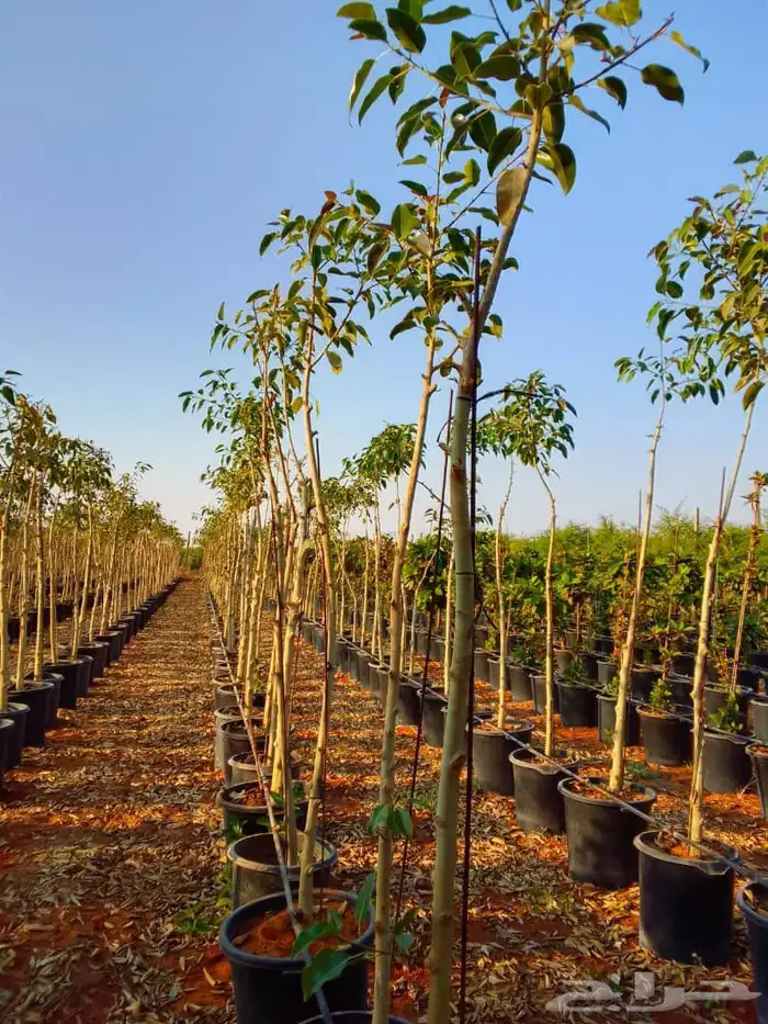 جميع انواع الشتل ترنمري جلوكا سدر طلح فكس لبح 9