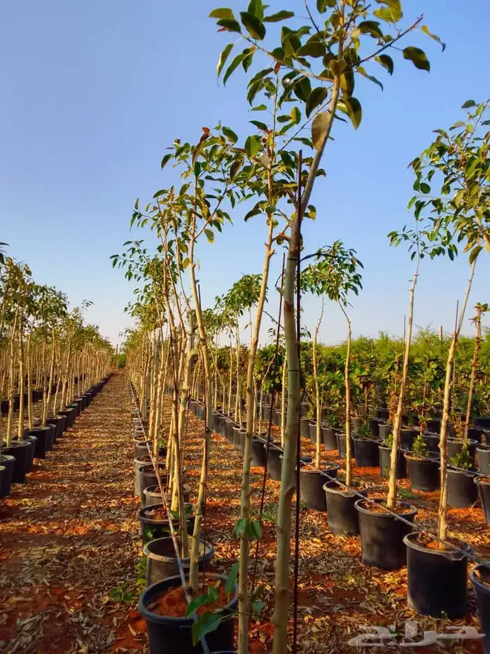 جميع انواع الشتل ترنمري جلوكا سدر طلح فكس لبح 2