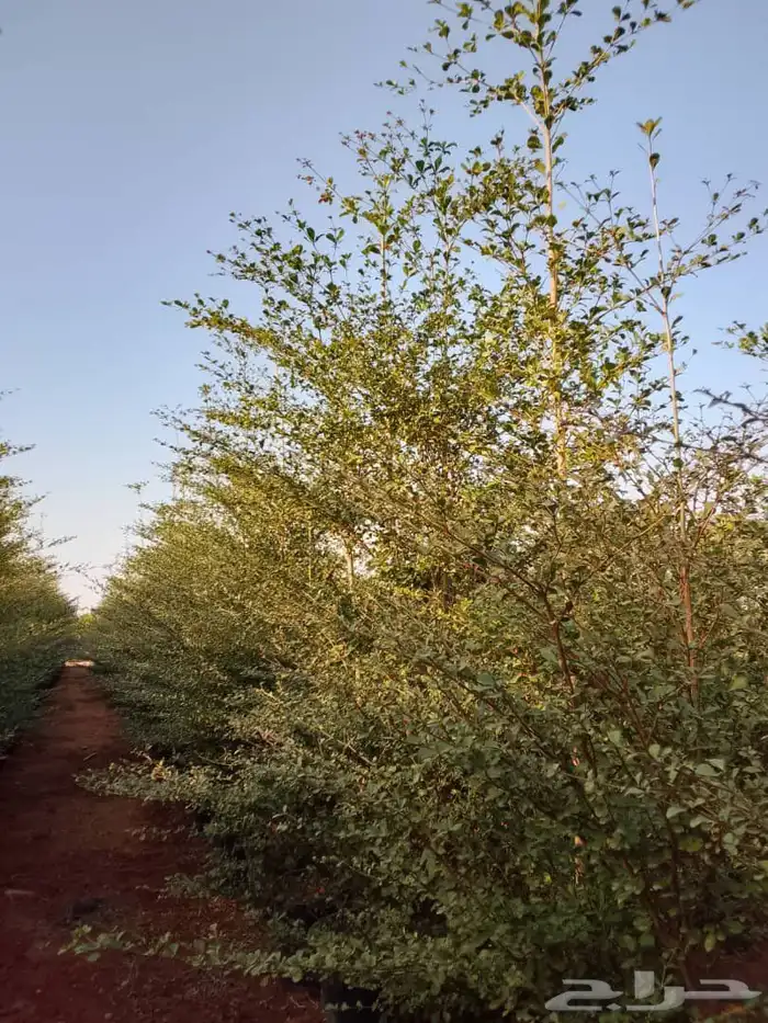 جميع انواع الشتل ترنمري جلوكا سدر طلح فكس لبح 5