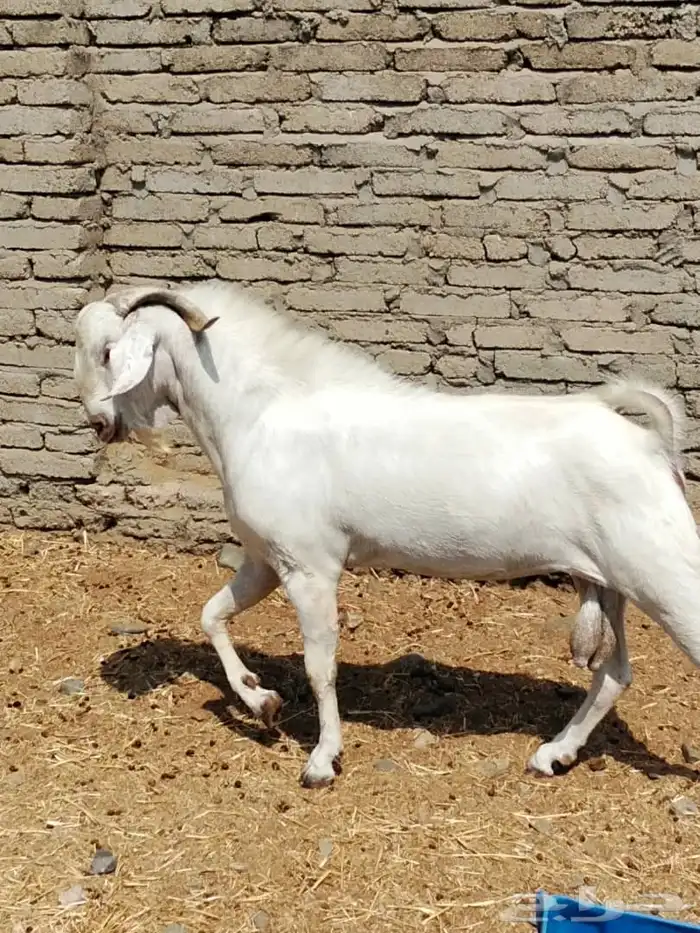 تيس بيشي ابرص صنف الصف 0