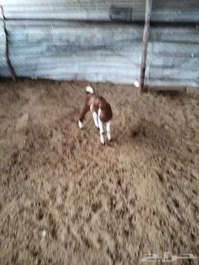 تيس محايلي فل شحم لبني index