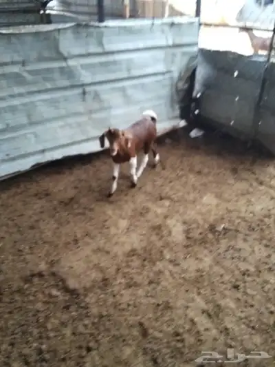 تيس محايلي فل شحم لبني index