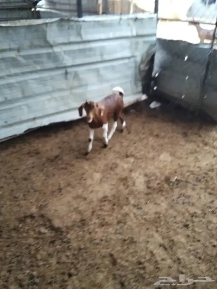 تيس محايلي فل شحم لبني 2