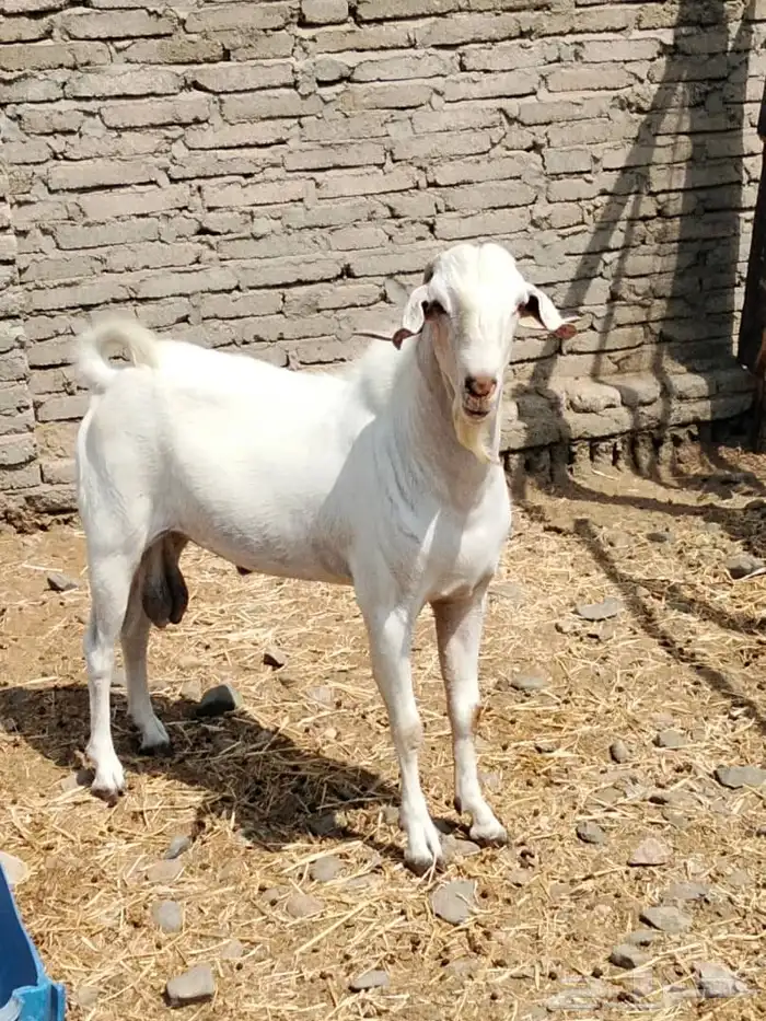 تيس بيشي ابرص صنف الصف 3