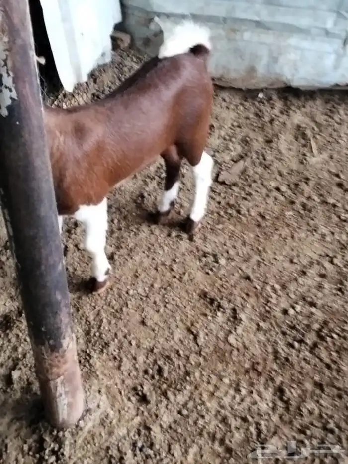 تيس محايلي فل شحم لبني 1