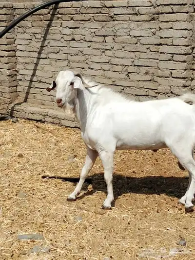 تيس بيشي ابرص صنف الصف index