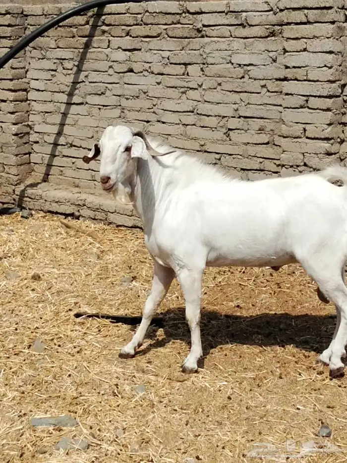 تيس بيشي ابرص صنف الصف 2