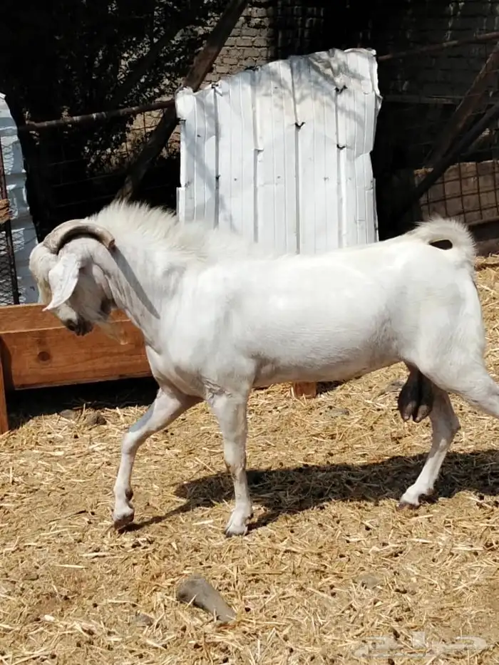 تيس بيشي ابرص صنف الصف 1