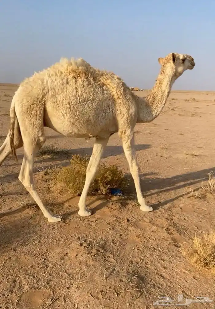 للبيع حاشي تربيه طيب قعود 0