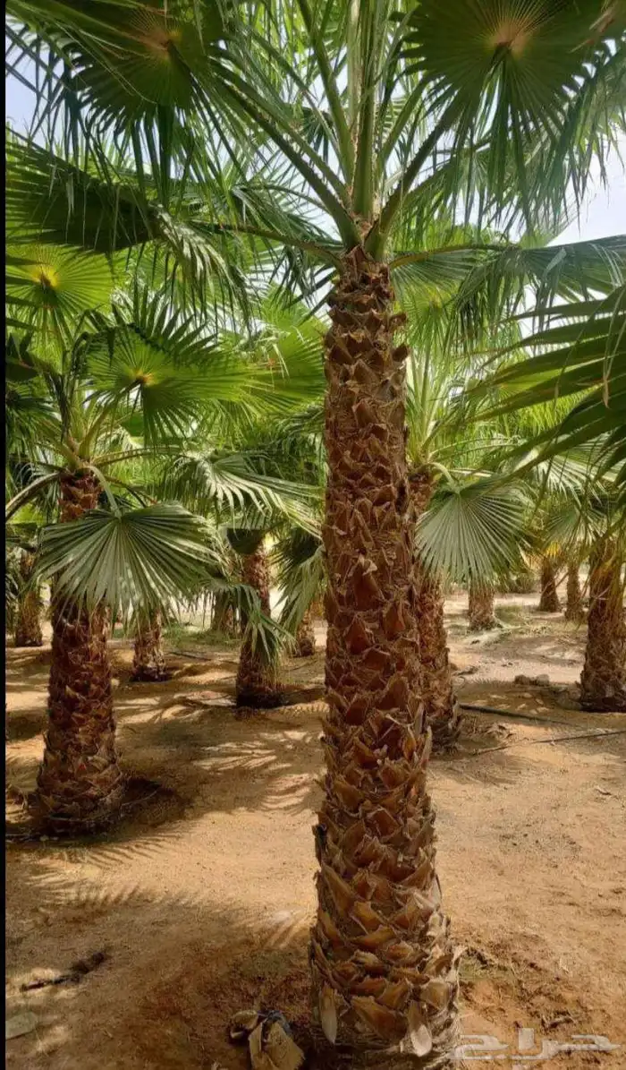 نخل واشنطن أمريكي جميع المقاسات متوفره مع التوصيل والغرس 0