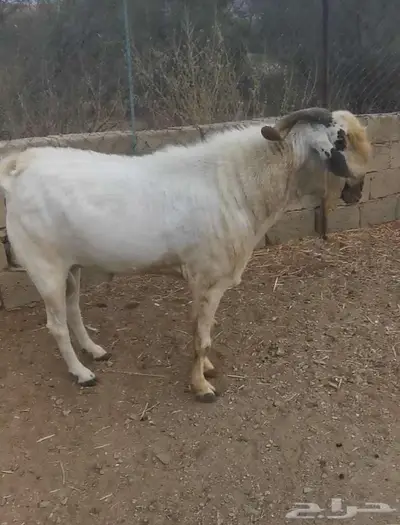 للبيع فحل بيشي صنف ومعرف index