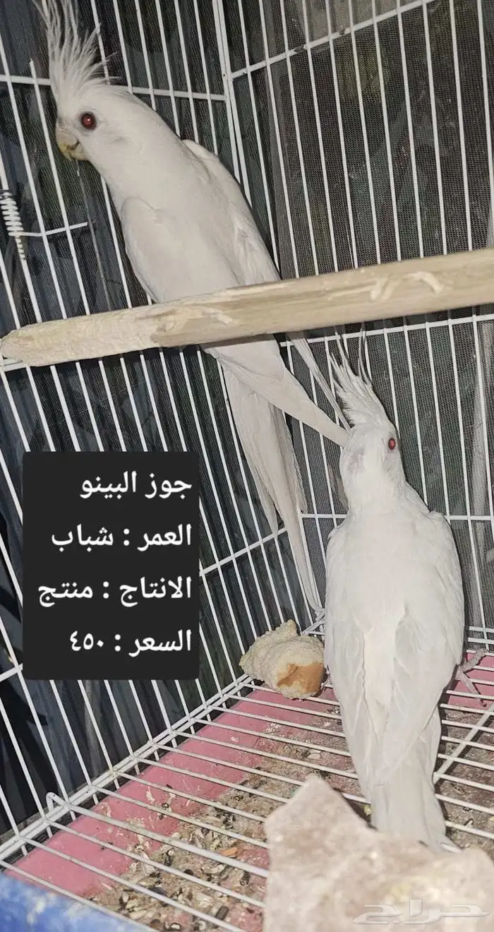 اجواز كروان لاهل التميز و الانتاج 4