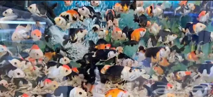 متوفر جميع انواع اسماك الزينة جملة و قطاعي 15