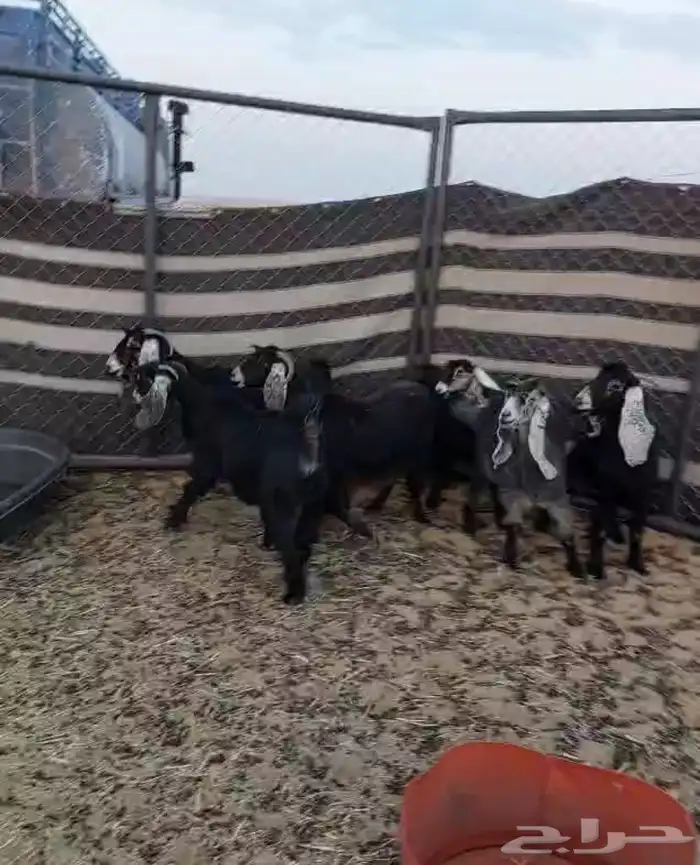 للبيع معزا 0