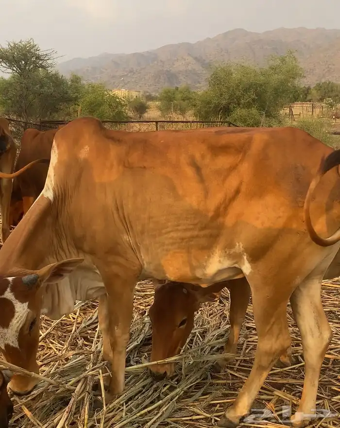 بقر دفع 6ورعويات 4