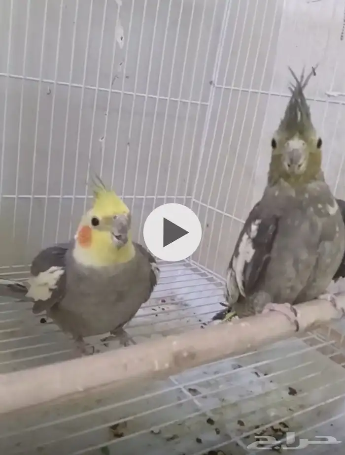 كروان زوج كروان منتج 0