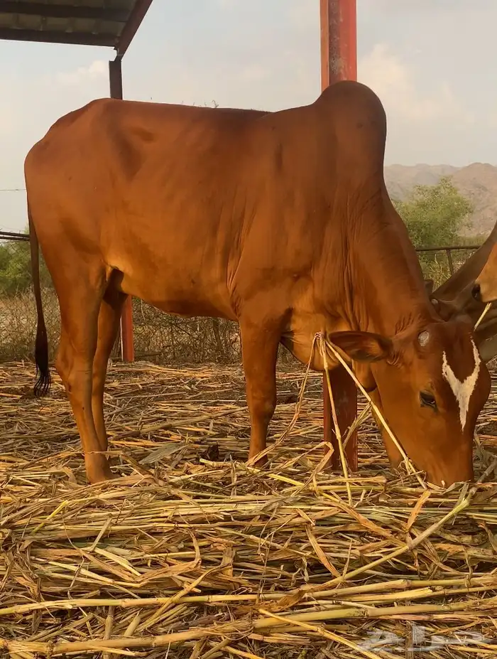 بقر دفع 6ورعويات 6