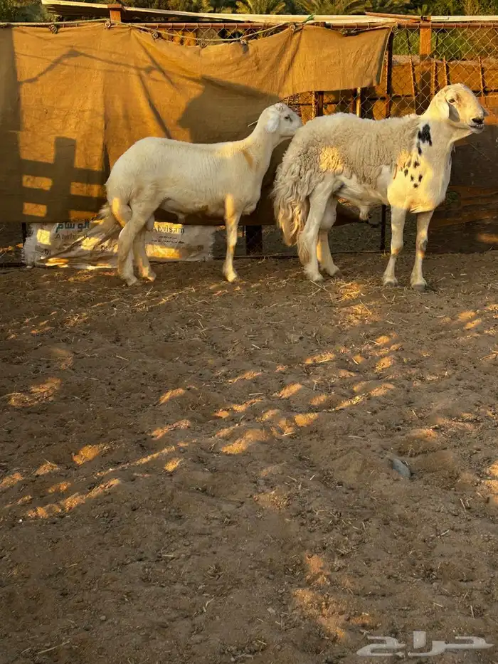 مشروع فحل حري 2