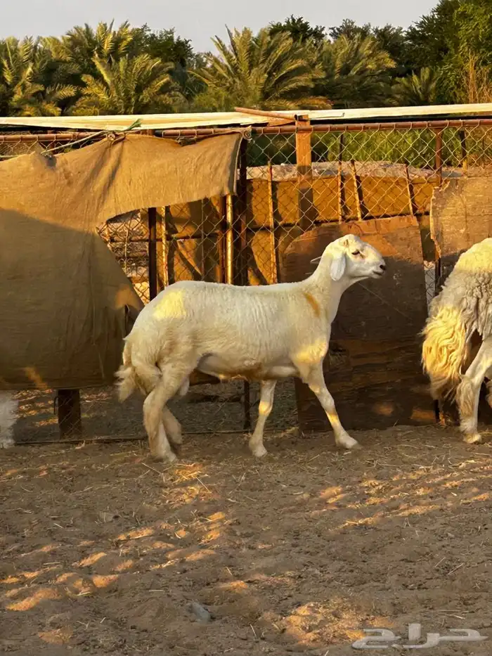 مشروع فحل حري 1