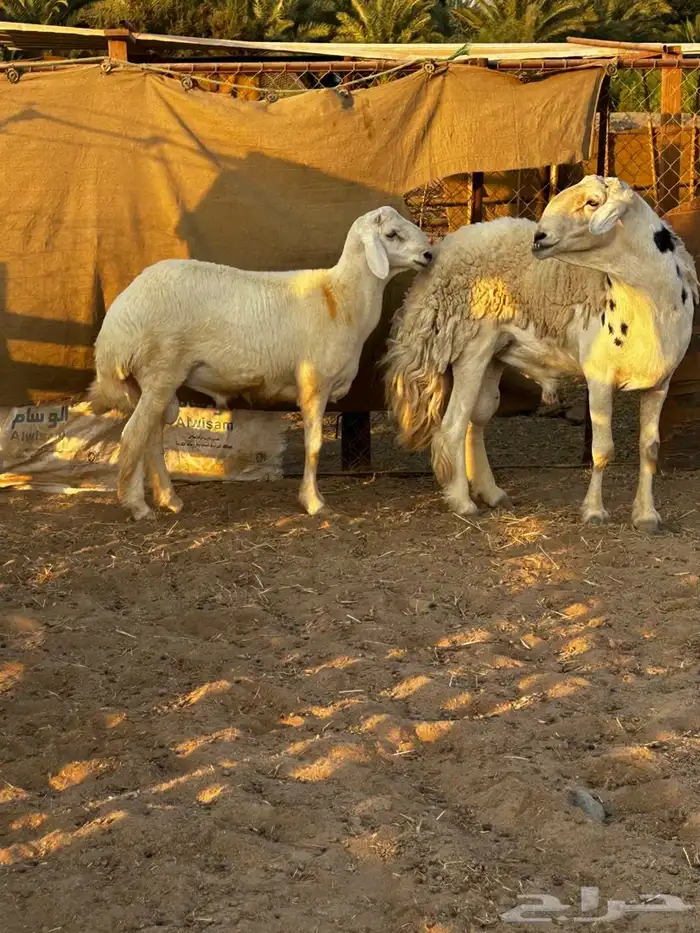 مشروع فحل حري 3