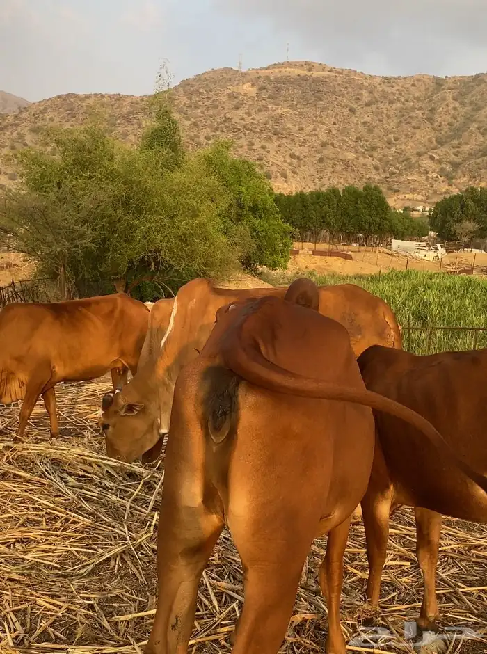 بقر دفع 6ورعويات 3