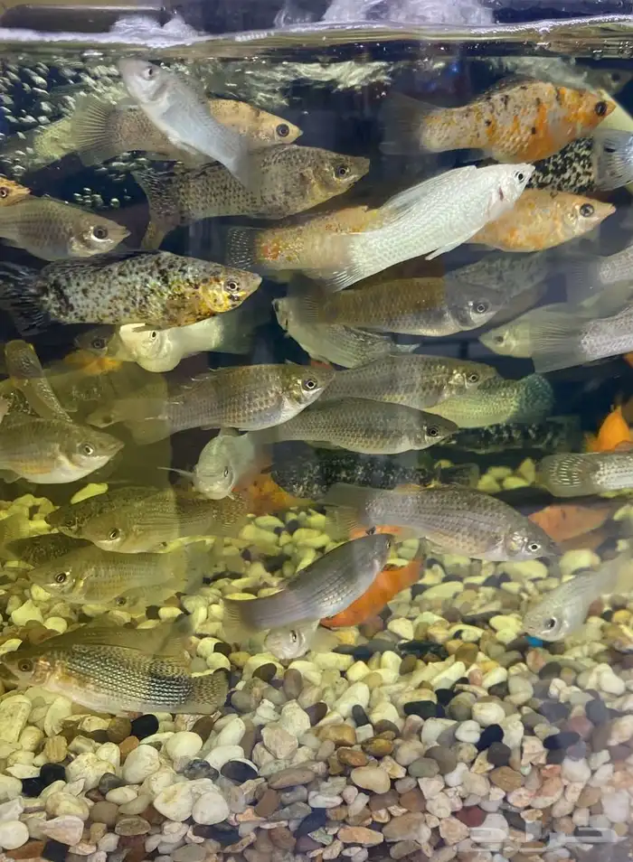 متوفر جميع انواع اسماك الزينة جملة و قطاعي 17