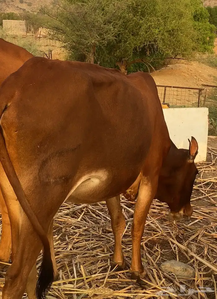 بقر دفع 6ورعويات 1