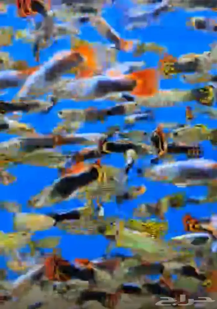 متوفر جميع انواع اسماك الزينة جملة و قطاعي 7