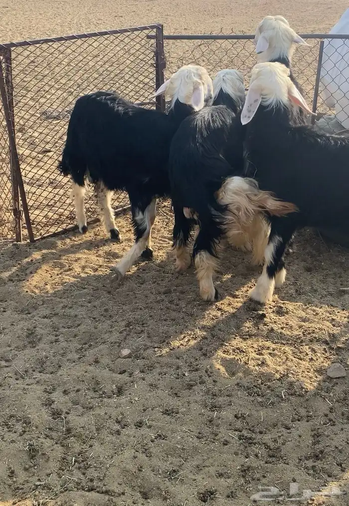 للبيع طليان جذعان 1