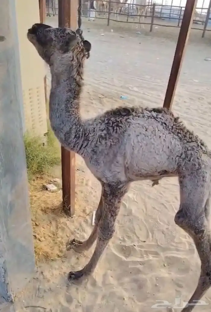 حوار بكره للبيع 0