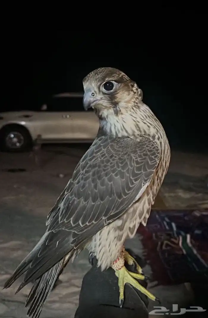 مطلوووب شاهين جبلي جيرشاهين جير حر اي شي بسعر معقول 2