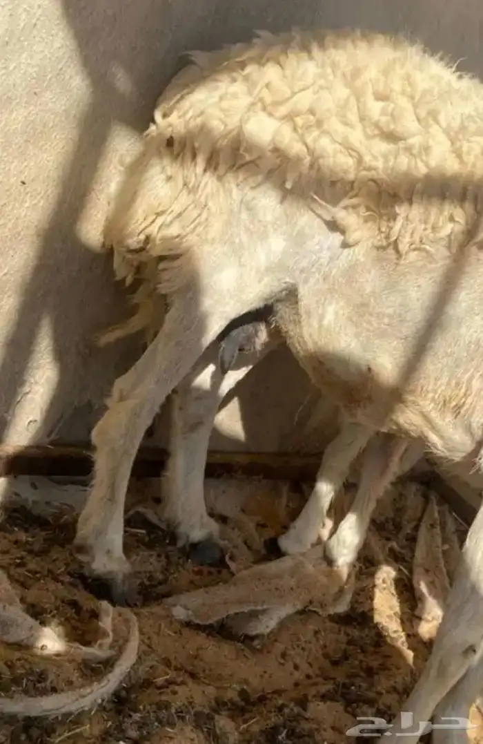 للبيع حريه مع بنتها 4