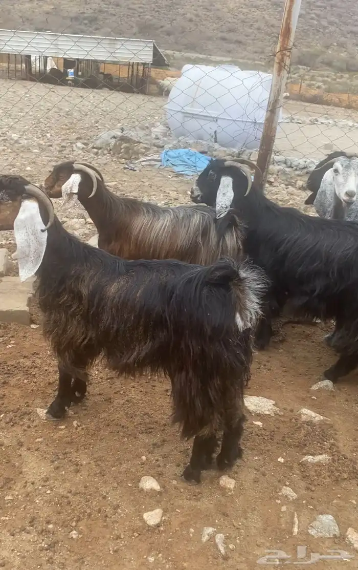 معزا عوارض خلفات 3