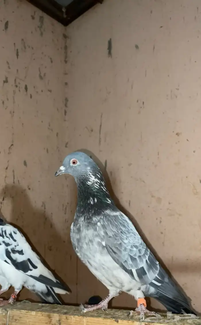 حمام باكستاني 3