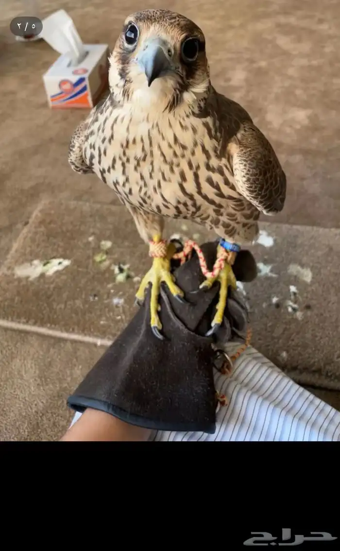 مطلوووب شاهين جبلي جيرشاهين جير حر اي شي بسعر معقول 3