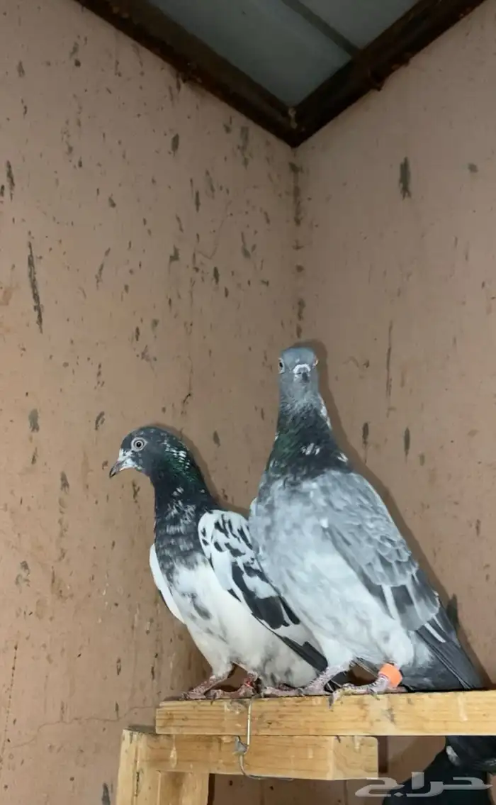 حمام باكستاني 1