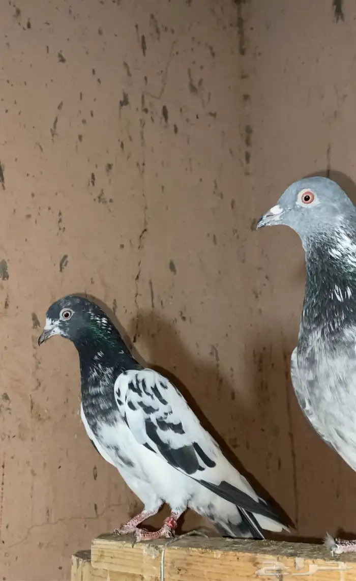 حمام باكستاني 5