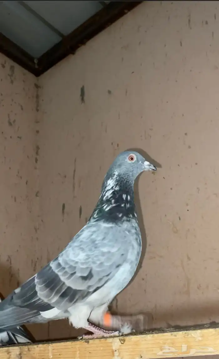 حمام باكستاني 2