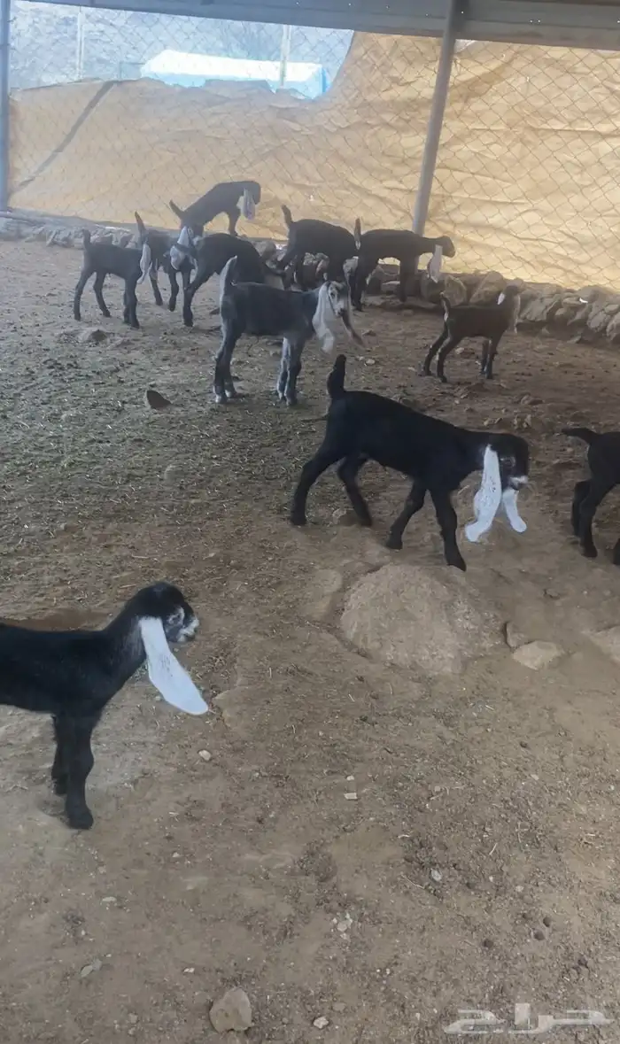 معزا عوارض خلفات 7