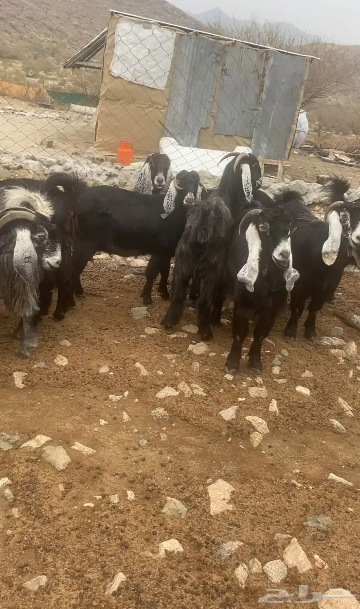 معزا عوارض خلفات 1