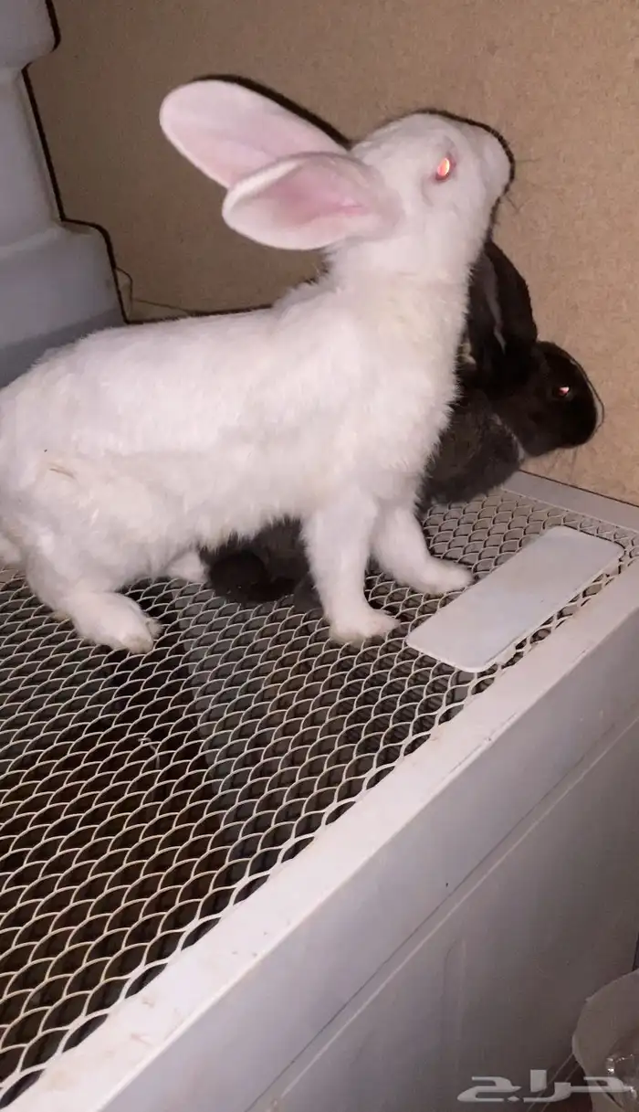 ارانب للبيع ذكر وانثى الصحه ممتازه 1