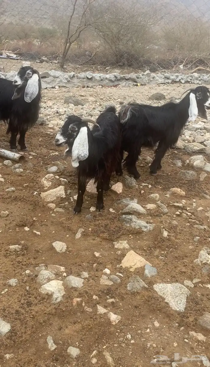 معزا عوارض خلفات 5