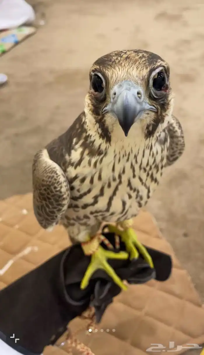 مطلوووب شاهين جبلي جيرشاهين جير حر اي شي بسعر معقول 1