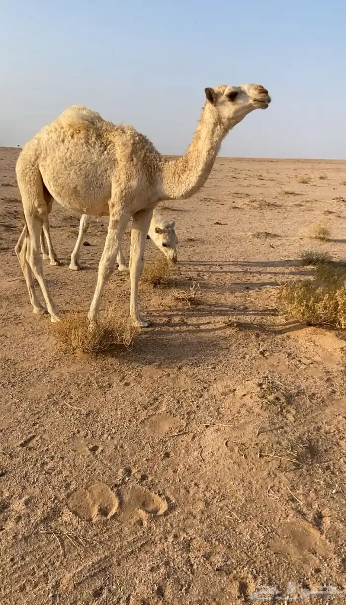 للبيع حاشي تربيه طيب قعود 1