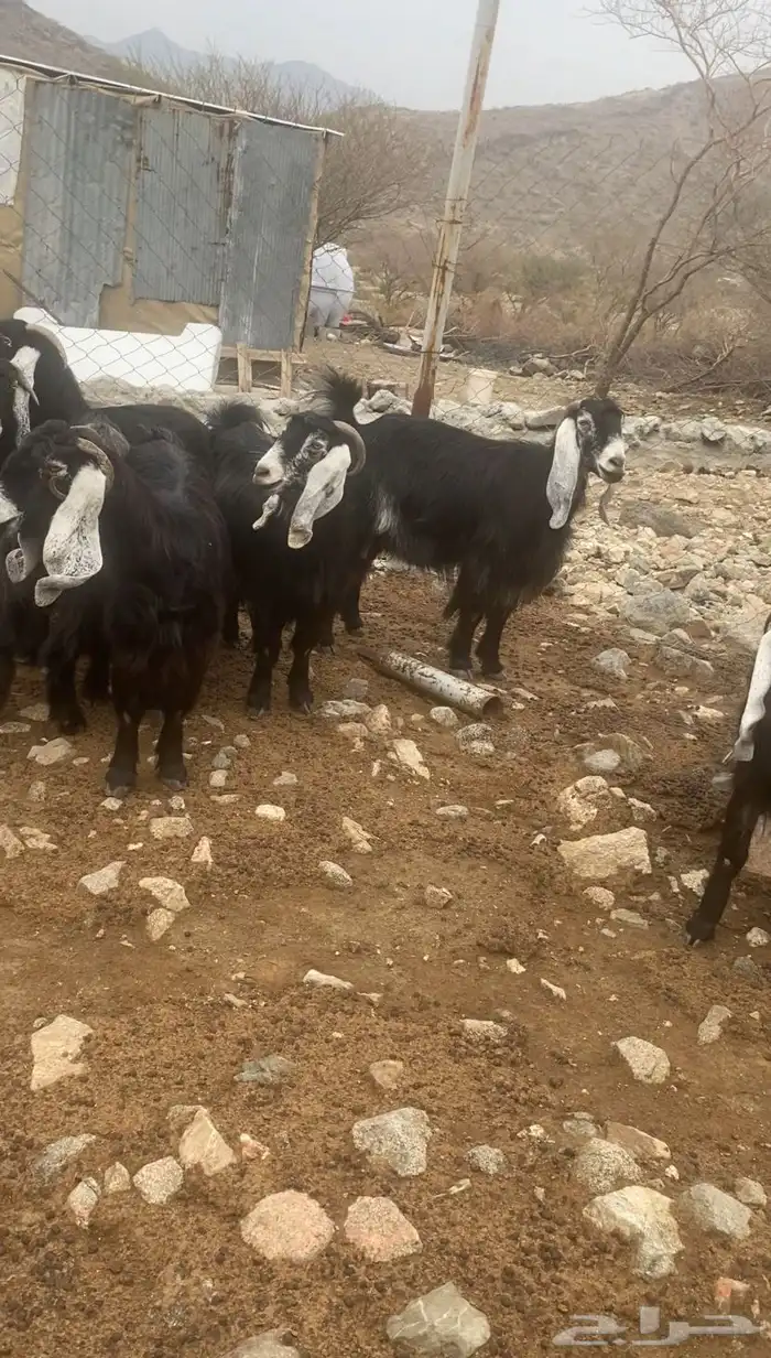 معزا عوارض خلفات 4